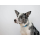 Notione GPS pet PLUS - 1363141 - zdjęcie 3